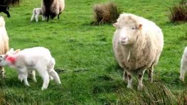 İrlanda'da bir alanda otlayan sevimli küçük kuzular
