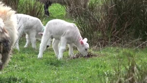 Schattige kleine lammeren grazen in een veld in Ierland — Stockvideo