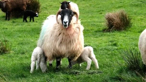 Schattige kleine lammeren zuigen melk van moeder schapen — Stockvideo