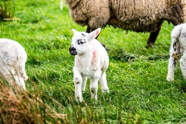 Petits agneaux mignons pâturant dans un champ en Irlande — Photo