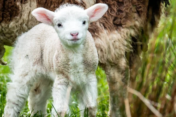 Cute little lambs grazing in a field in Ireland