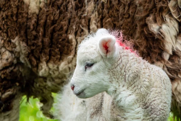 Cute little lambs grazing in a field in Ireland