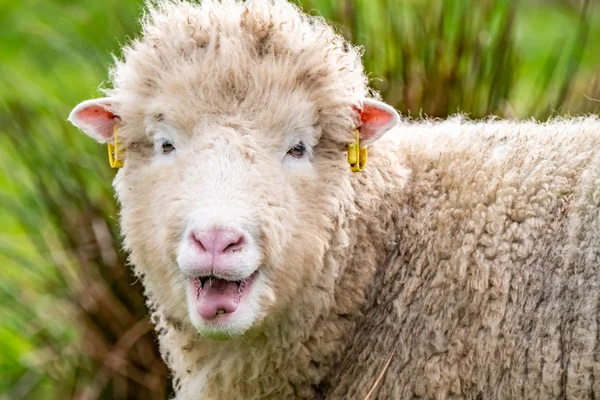 Уродливые старые овцы смотрят в камеру — стоковое фото