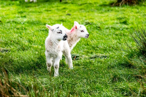 Cute little lambs grazing in a field in Ireland