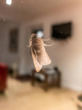 Night moth on the glass of window with living room in the background clipart