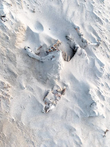 Γεμάτος πρόβατα σκελετός που βρίσκεται στην αμμώδη παραλία του Portnoo, κομητεία Ντόνεγκαλ-Ιρλανδία — Φωτογραφία Αρχείου