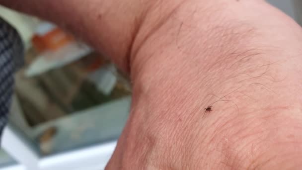 Tick strisciare sulla pelle umana per trovare un buon posto per succhiare il sangue — Video Stock