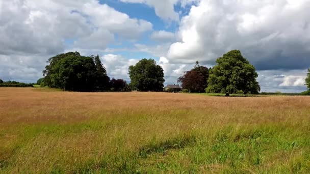 Paisagem irlandesa típica no verão com campo, árvores e vento — Vídeo de Stock