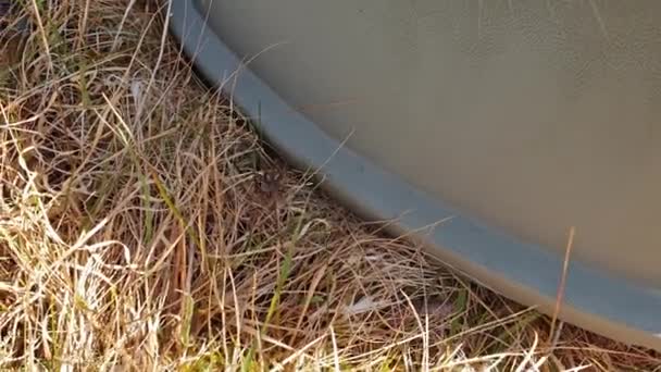 Гигантский дом-паук шагает по траве — стоковое видео