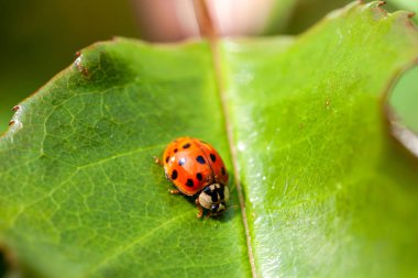 Çok renkli Asya Ladybird - Ladybug Harmonia aksiridis bir yaprak üzerinde yürüyor
