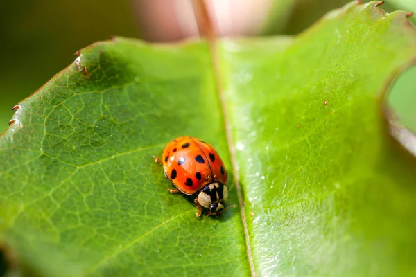 Çok renkli Asya Ladybird - Ladybug Harmonia aksiridis bir yaprak üzerinde yürüyor