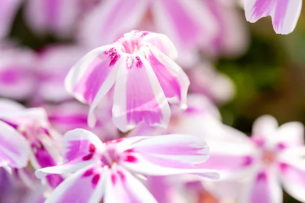 Rosa Dianthus caryophyllus fiore che cresce in estate — Foto Stock