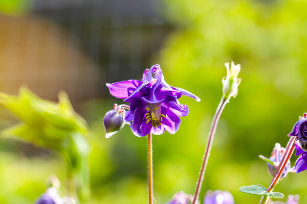 Agapanthus or African lily flowers in the garden.