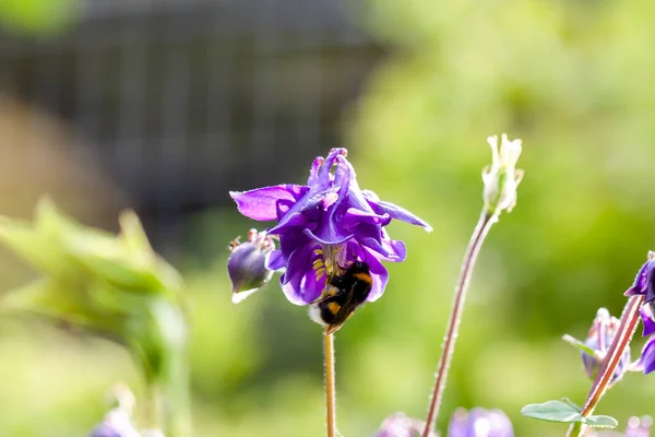 Agapanthus або африканських Лілія квіти в саду. — стокове фото