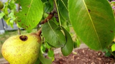 Armut içine tırmanan arıntı yakın çekim
