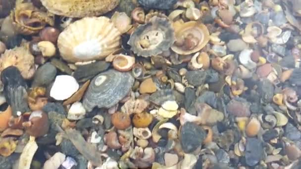 Плавание креветок в Атлантическом океане на ирландском западном побережье — стоковое видео