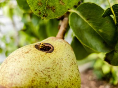 Armut içine tırmanan arıntı yakın çekim