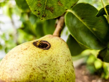 Armut içine tırmanan arıntı yakın çekim