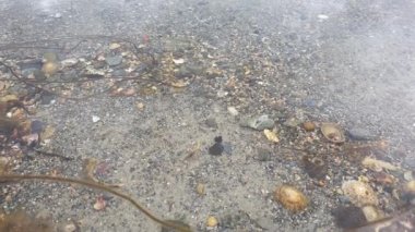 İrlanda'nın batı kıyısında Atlantik Okyanusu'nda yüzme karides