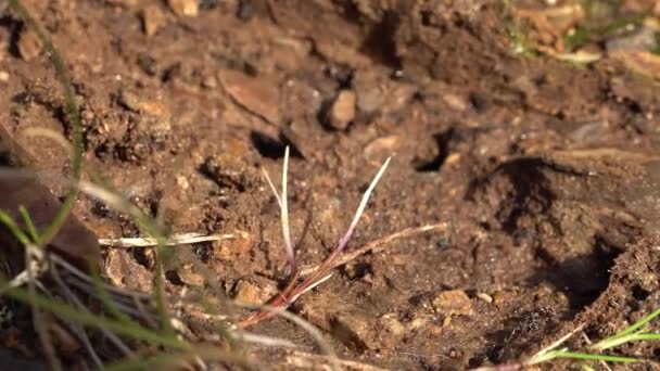 Schwarzes Ameisenloch an der irischen Küste von Donegal — Stockvideo