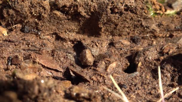 Buraco de formiga negra na costa irlandesa de Donegal — Vídeo de Stock