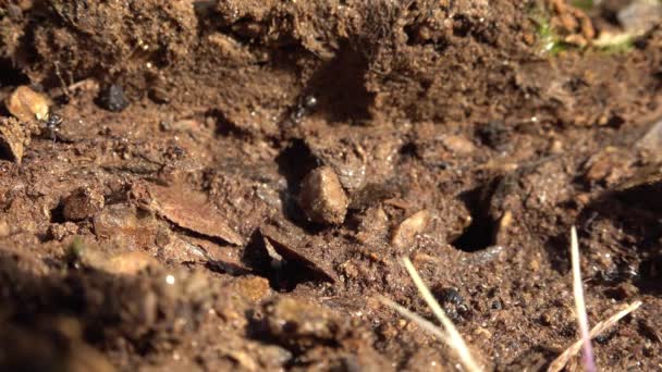 Black ant hole at the irish coast of Donegal — Stock Video