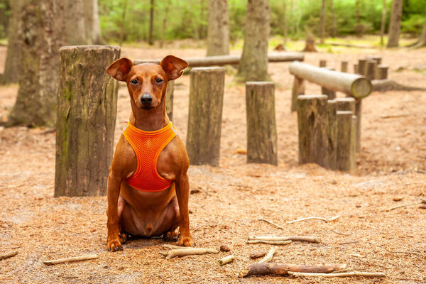 Miniature pinscher sitting in the forest wearing its vest