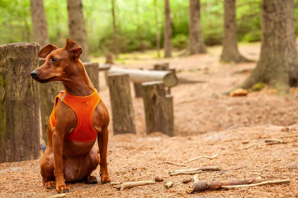 Miniatűr Pinscher ül az erdőben viselt mellény — Stock Fotó