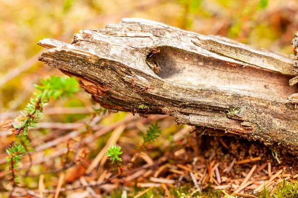 Primer plano de la rama de madera tendida en el suelo — Foto de Stock