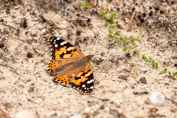Бабочка на земле поглощает минералы из почвы — стоковое фото
