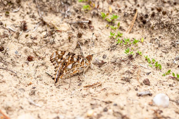 Butterfly op de grond absorberende mineralen uit de bodem — Stockfoto