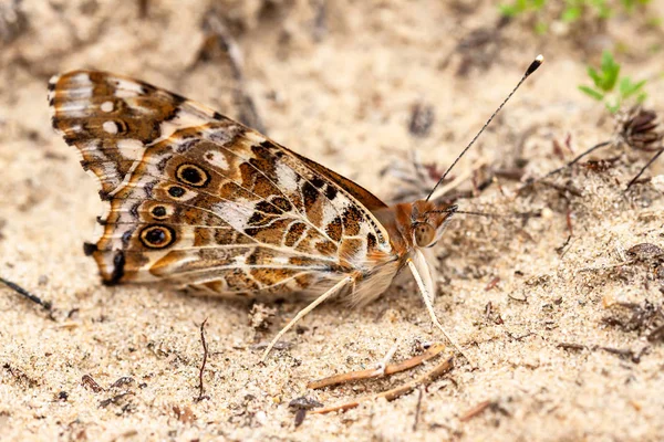 Butterfly on the ground absorbing minerals from the soil — Stock Photo, Image