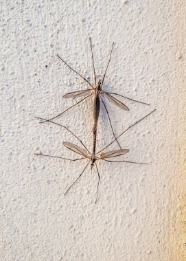 Yazın duvarda çiftleşen iki sivrisinek.