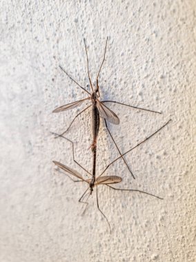 Yazın duvarda çiftleşen iki sivrisinek.