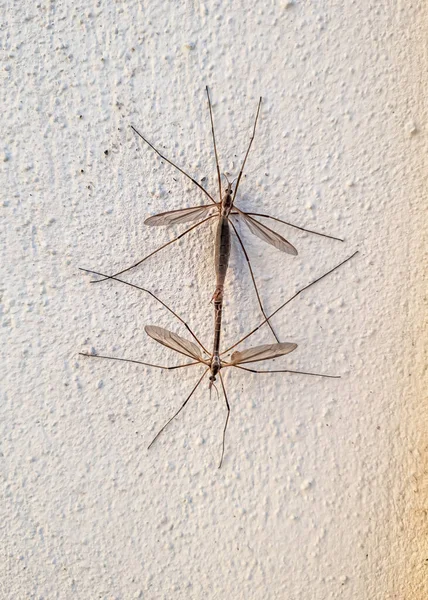 Due moscerini che copulano in un muro in estate — Foto Stock