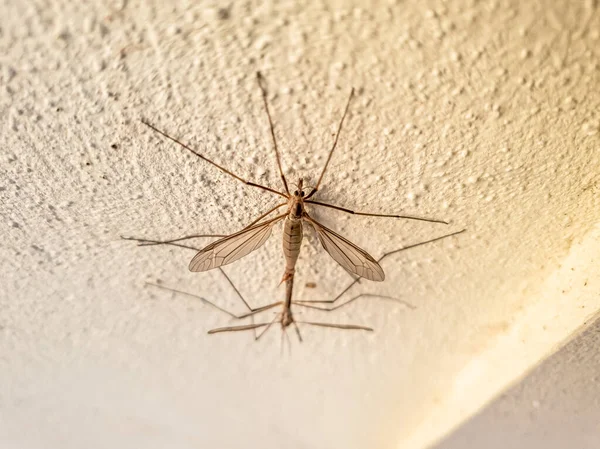 Dos mosquitos copulando en una pared en el verano — Foto de Stock