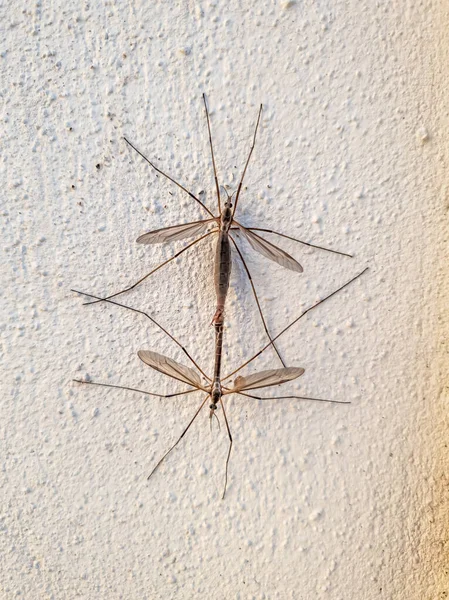 Dos mosquitos copulando en una pared en el verano — Foto de Stock