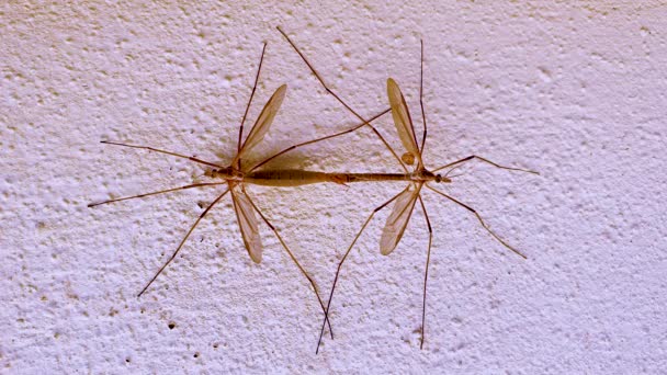 Two gnats copulating in a wall in the summer — ストック動画