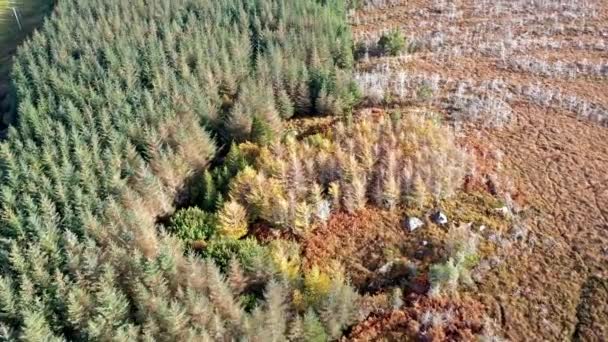 İrlanda 'da ölmekte olan bir ormanın havadan görünüşü — Stok video
