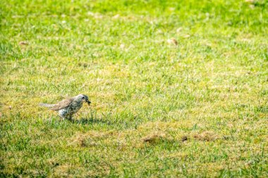 İrlanda 'nın Donegal ilçesinde bir çimenlikte solucan yakalayan Kerkenez.