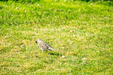 İrlanda 'nın Donegal ilçesinde bir çimenlikte solucan yakalayan Kerkenez.
