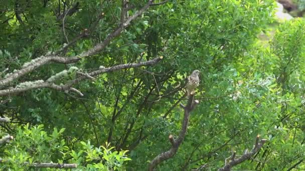 아일랜드 돈갈 주 (州) 의 잔디밭에서 벌레를 잡기 위해 나뭇가지에서 기다리고 있는 켈 스 렐 — 비디오
