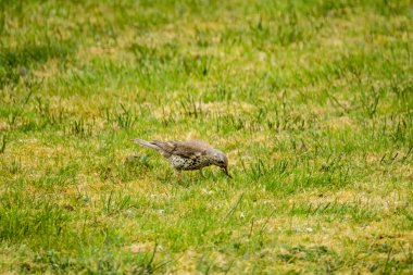 İrlanda 'nın Donegal ilçesinde bir çimenlikte solucan yakalayan Kerkenez..