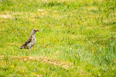 İrlanda 'nın Donegal ilçesinde bir çimenlikte solucan yakalayan Kerkenez..