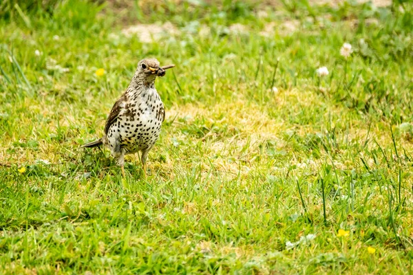 Kestrel captura de gusanos en un césped en el Condado de Donegal - Irlanda. — Foto de Stock