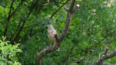 İrlanda 'nın Donegal ilçesinde bir çimenlikte solucan yakalayan Kerkenez..
