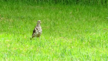İrlanda 'nın Donegal ilçesinde bir çimenlikte solucan yakalayan Kerkenez..
