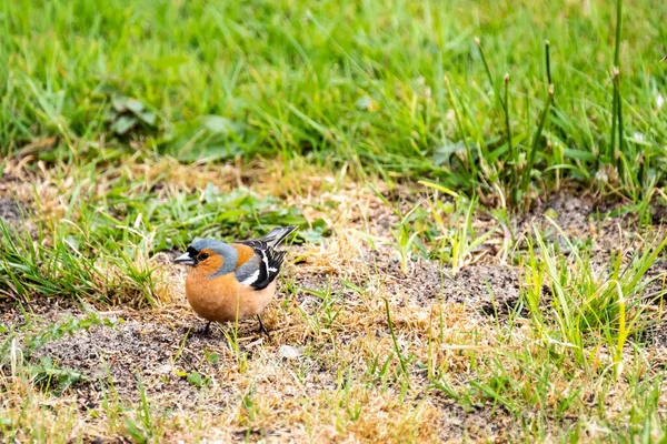 İrlanda 'daki İskoç papatyası - Fringilla Coelebs — Stok fotoğraf