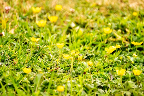 Bouton d'or en fleurs au printemps sur une pelouse — Photo