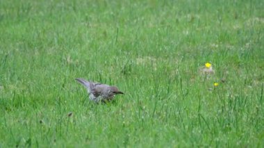 İrlanda 'nın Donegal ilçesinde bir çimenlikte solucan yakalayan Kerkenez..